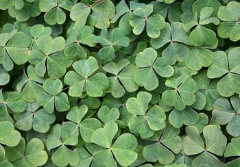 St. Patricks Day March 17th holidays st patricks day